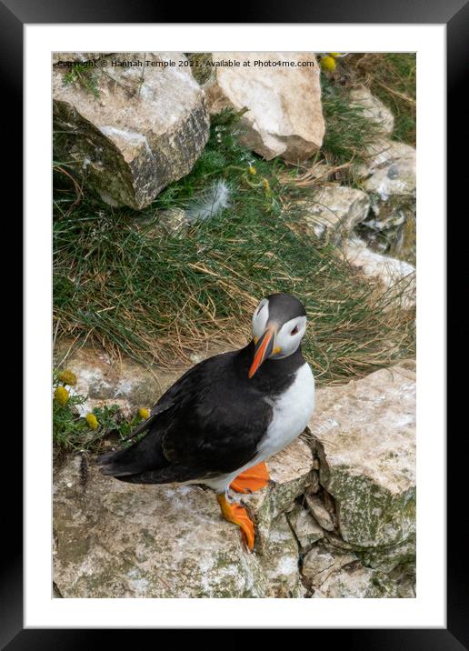 Cheeky Puffin  Framed Mounted Print by Hannah Temple