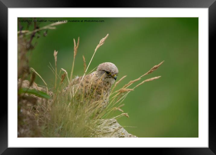 Kestrel  Framed Mounted Print by Hannah Temple