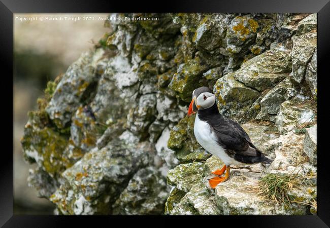 Puffin on the cliffs Framed Print by Hannah Temple