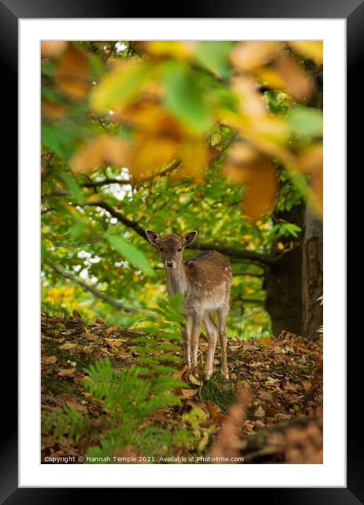 Fawn through the leaves  Framed Mounted Print by Hannah Temple