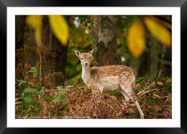 Autumnal Deer  Framed Mounted Print by Hannah Temple