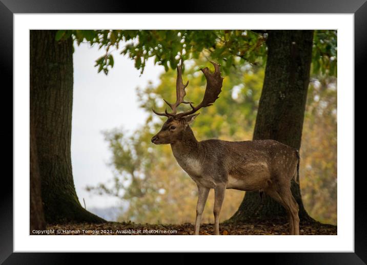 Stunning Stag Framed Mounted Print by Hannah Temple