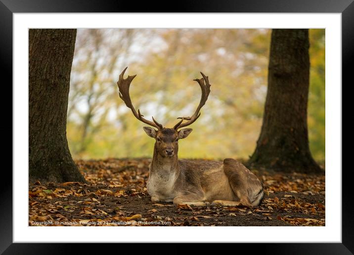 Stunning Stag Framed Mounted Print by Hannah Temple