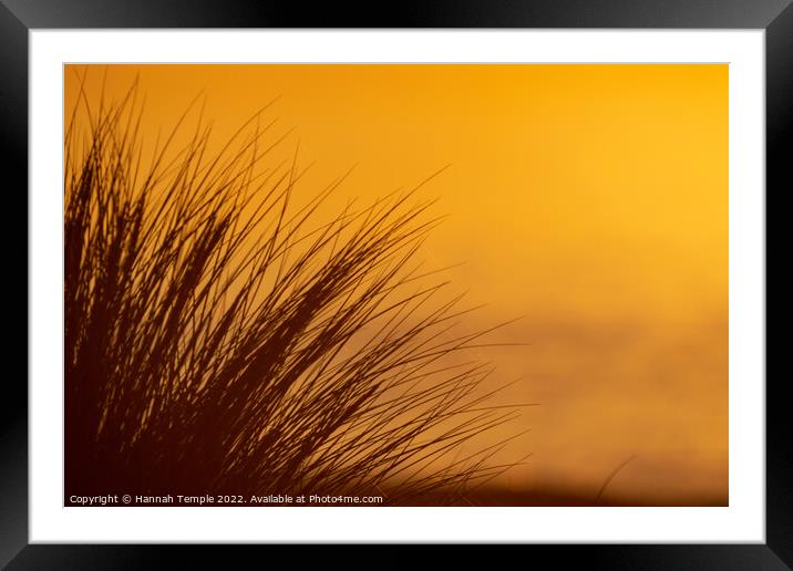 Orange Glow  Framed Mounted Print by Hannah Temple