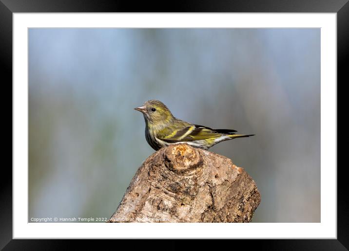 Siskin Framed Mounted Print by Hannah Temple