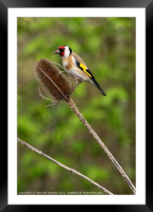 Goldfinch  Framed Mounted Print by Hannah Temple