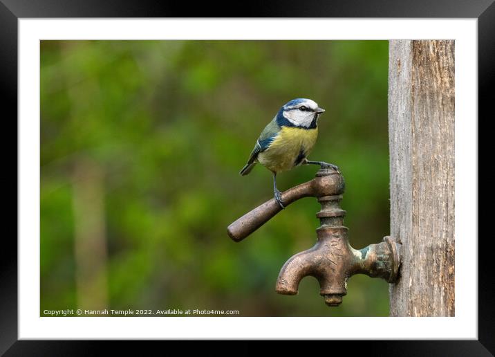 Blue tit  Framed Mounted Print by Hannah Temple