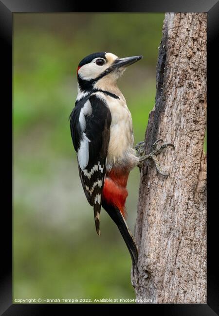 Great spotted woodpecker Framed Print by Hannah Temple