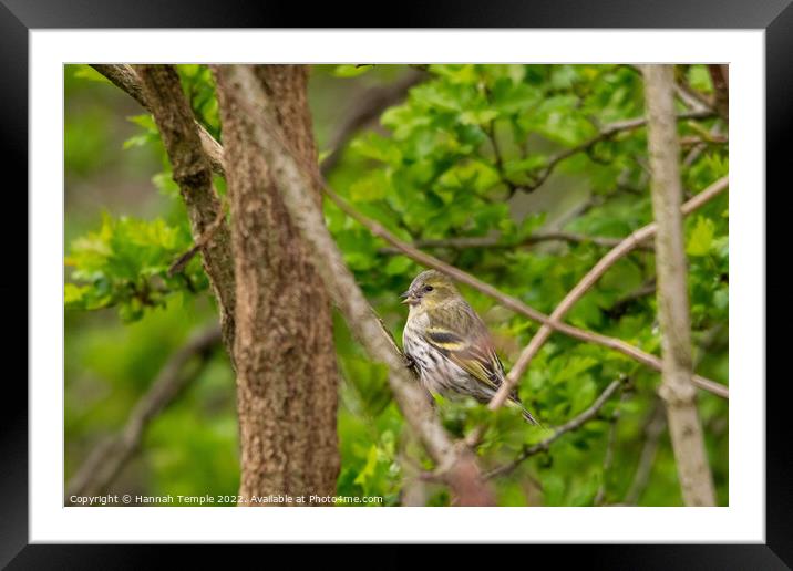 Siskin  Framed Mounted Print by Hannah Temple