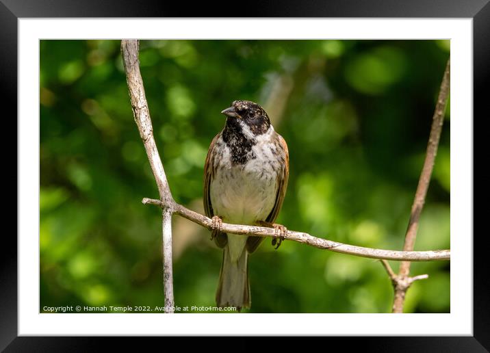 Reed Bunting  Framed Mounted Print by Hannah Temple