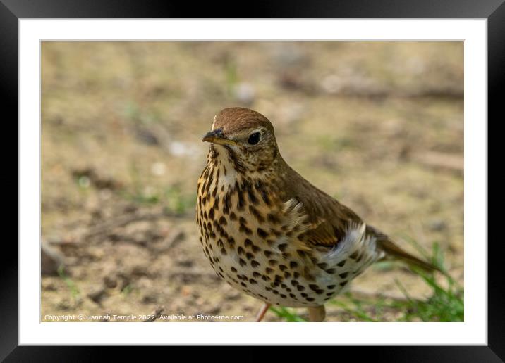 Song Thrush  Framed Mounted Print by Hannah Temple