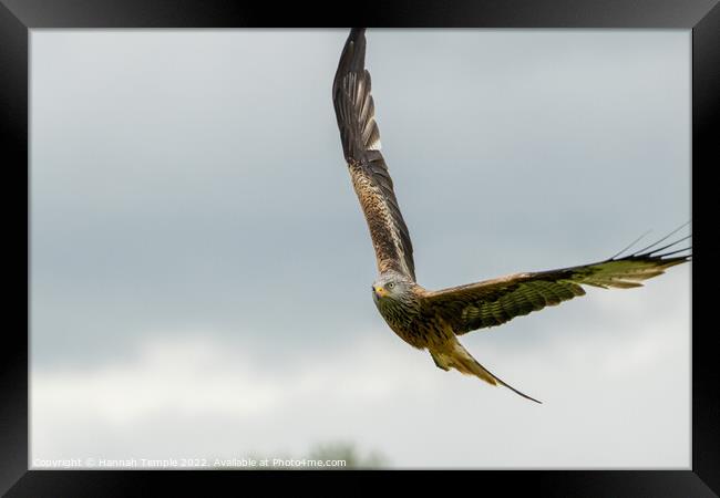 Red Kite  Framed Print by Hannah Temple