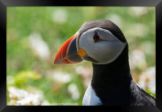 Atlantic Puffin  Framed Print by Hannah Temple