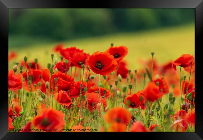 Poppy Field Framed Print by Hannah Temple