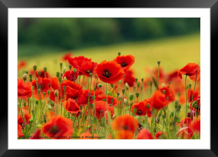 Poppy Field Framed Mounted Print by Hannah Temple