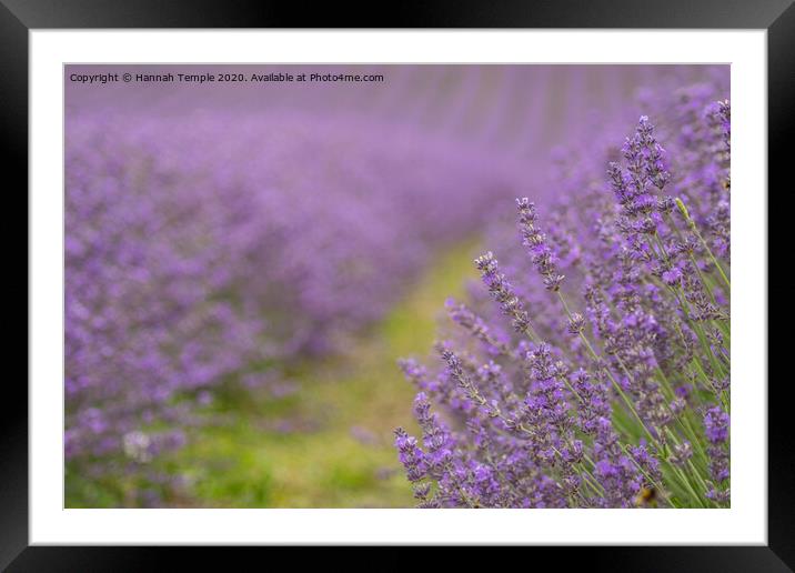 Lavender Fields Framed Mounted Print by Hannah Temple
