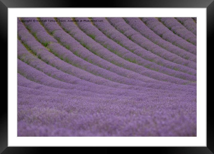 Lavender Lines Framed Mounted Print by Hannah Temple