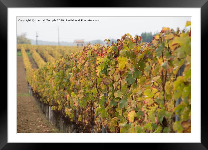 Autumnal vines Framed Mounted Print by Hannah Temple