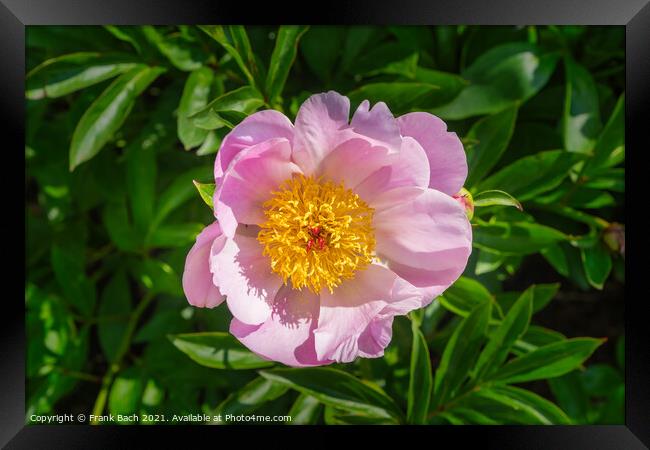 Peonies pink and beautiful in full bloom Framed Print by Frank Bach