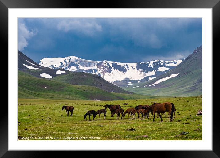A beautiful shot of horses grazing in a field Framed Mounted Print by Frank Bach