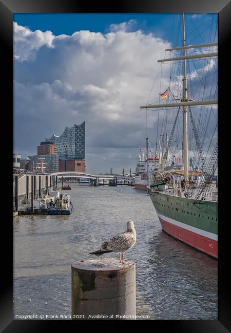 Hamburg Elb harbor with seagulls, Germany Framed Print by Frank Bach