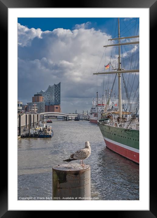 Hamburg Elb harbor with seagulls, Germany Framed Mounted Print by Frank Bach
