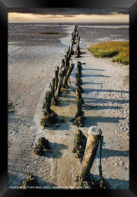 Poles on the beach on Mandoe in the wadden sea, Esbjerg Denmark Framed Print by Frank Bach