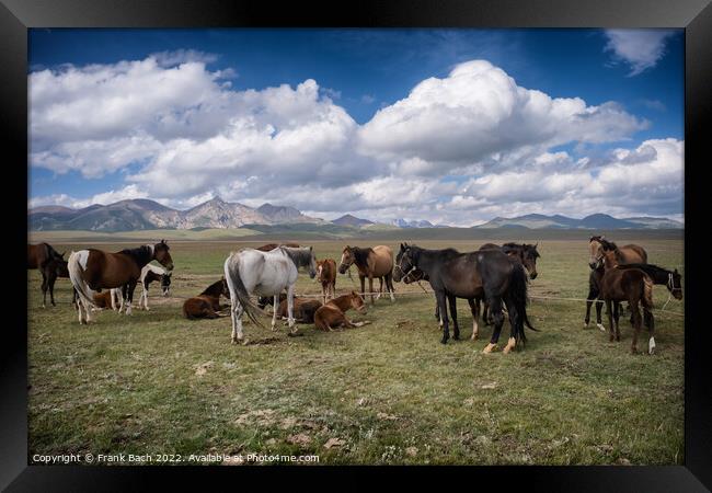 Herd of horses at lake Son Kul in the mountains og Kyrgysztan Framed Print by Frank Bach