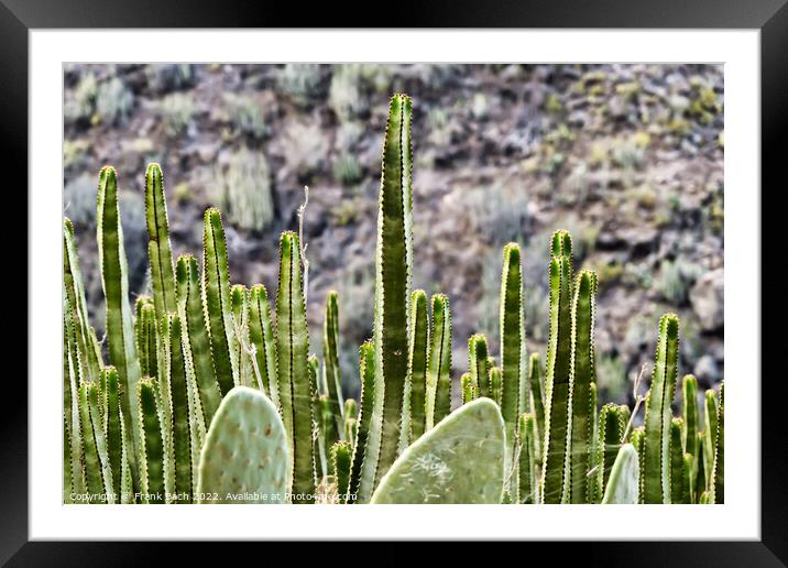 Barranco del Infierno cactus and euphorbiae on walking path near Framed Mounted Print by Frank Bach