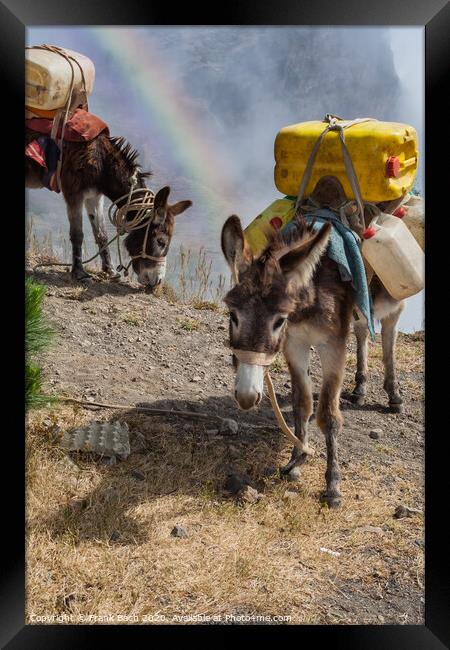 Donkeys carrying water in the higlands on Sao Antao, Cape Verde Islands Framed Print by Frank Bach