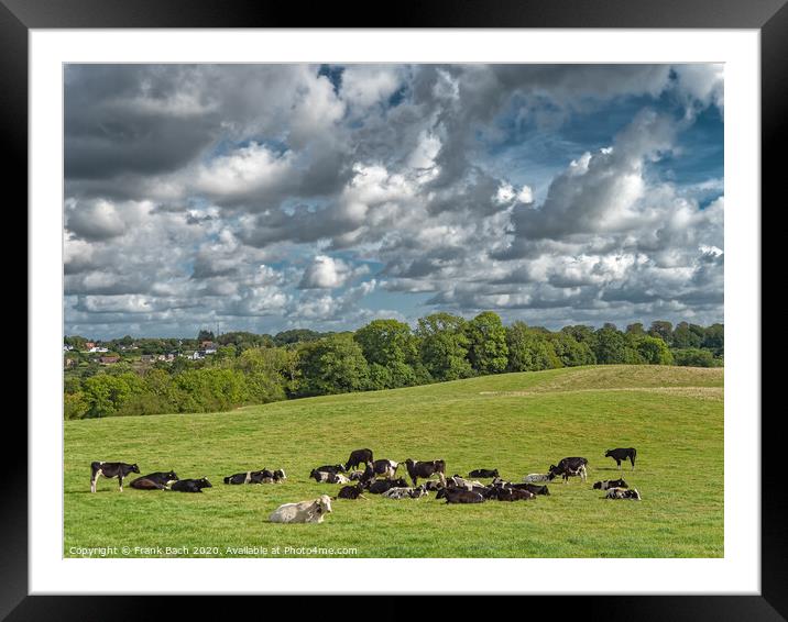Fields with cattle at the border between Denmark and Germany near Krusaa, Gendarmstien Framed Mounted Print by Frank Bach
