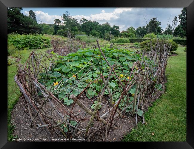 Walled cucumber flower bed in Cambridge botanic garden, England Framed Print by Frank Bach
