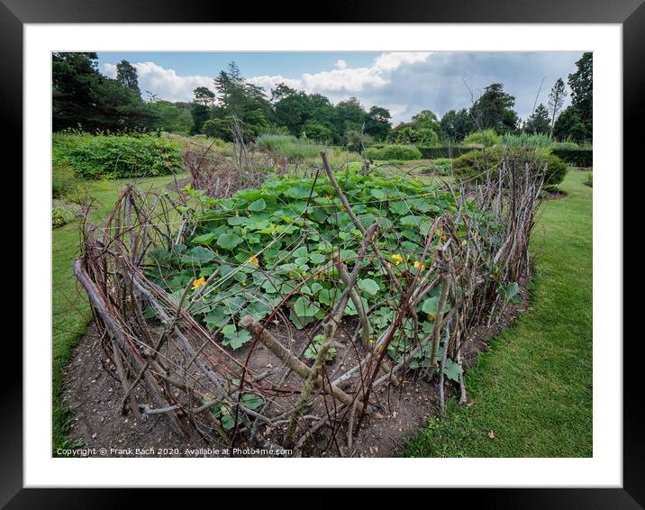 Walled cucumber flower bed in Cambridge botanic garden, England Framed Mounted Print by Frank Bach