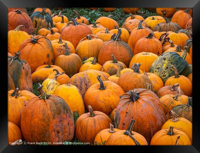 Fresh harvested pumpkins ready for sale Framed Print by Frank Bach