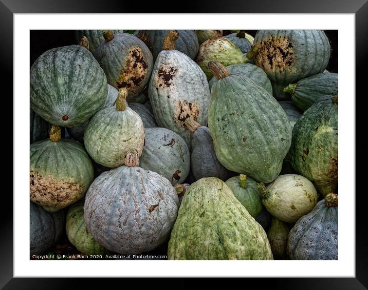 Fresh harvested pumpkins ready for sale Framed Mounted Print by Frank Bach