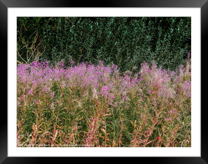 Wild Fireweed plants in the Skjern enge meadows, Denmark Framed Mounted Print by Frank Bach