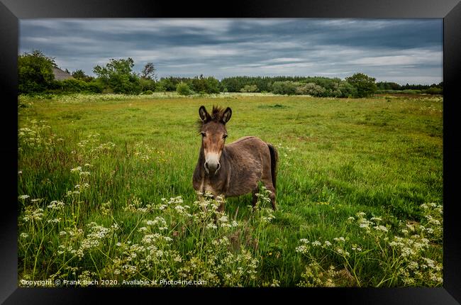 Mule in a field in Thy, Denmark Framed Print by Frank Bach