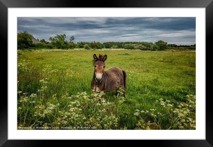 Mule in a field in Thy, Denmark Framed Mounted Print by Frank Bach