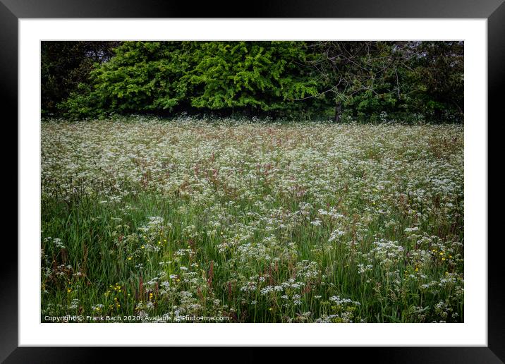 Field with wild chervil in Thy, Denmark Framed Mounted Print by Frank Bach