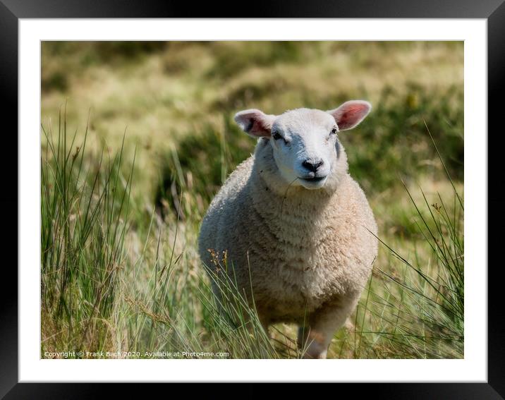 Lovely sheep in free nature, Ireland Framed Mounted Print by Frank Bach
