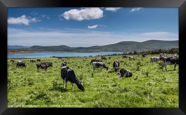 Grazing cows in a flock on a summers day Framed Print by Frank Bach