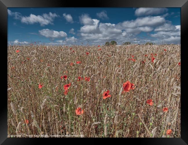 Poppies in a field on Funen in Denmark Framed Print by Frank Bach