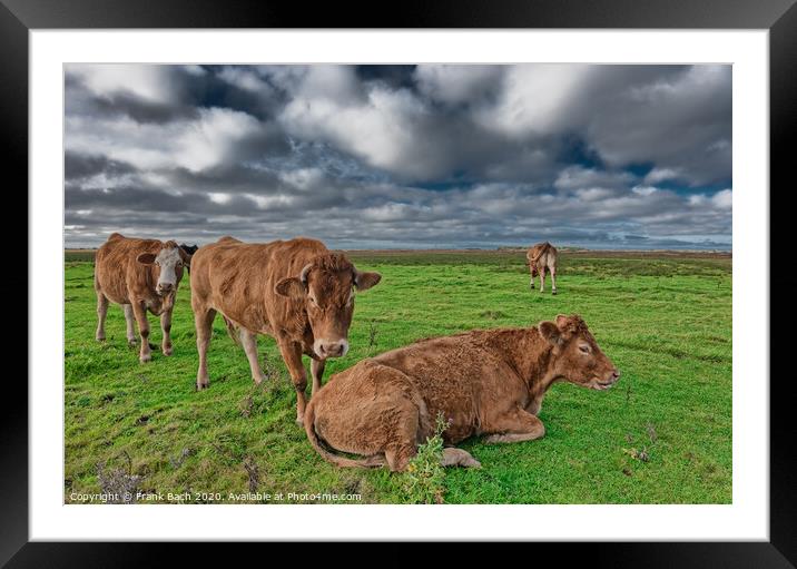 Grazing cows in the meadows of Skjern in Denmark Framed Mounted Print by Frank Bach