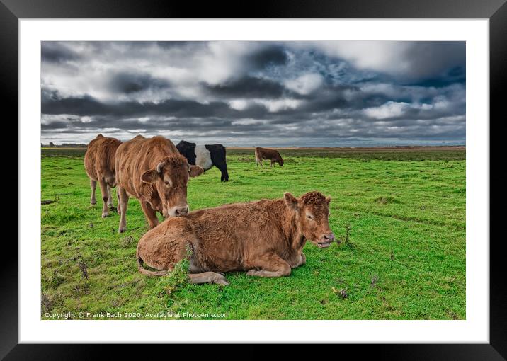 Grazing cows in the meadows of Skjern in Denmark Framed Mounted Print by Frank Bach