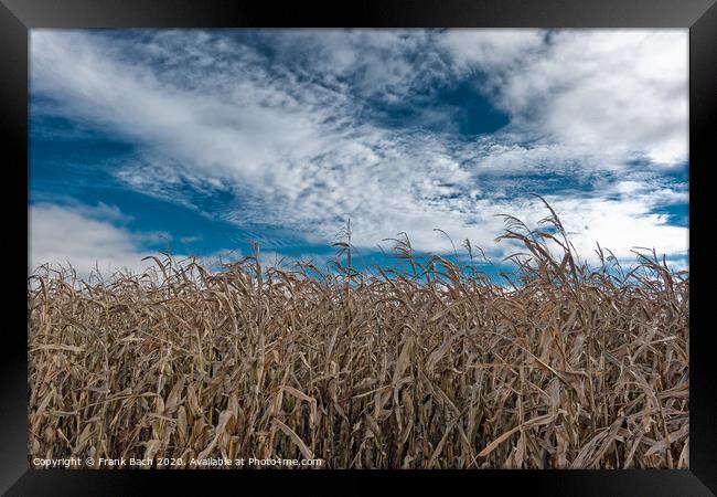 Corn field dried out in the meadows of Skjern in Denmark Framed Print by Frank Bach