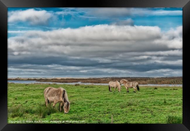 Wild horses in the meadows of Skjern in Denmark Framed Print by Frank Bach