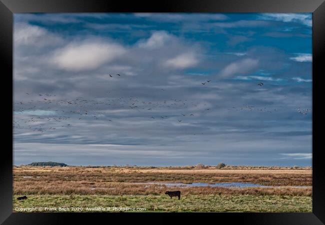 Cows grazing in the meadows wetlands of Skjern in Denmark Framed Print by Frank Bach