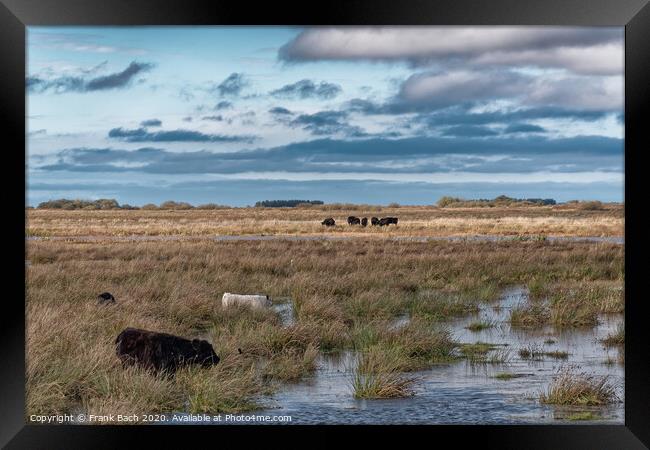 Cows grazing in the meadows wetlands of Skjern in Denmark Framed Print by Frank Bach