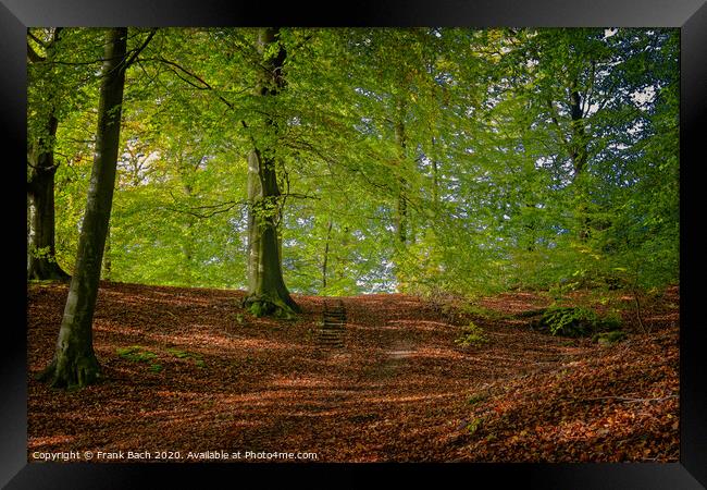 Golden autumn forest near Vejle Tirsbaek, Denmark  Framed Print by Frank Bach