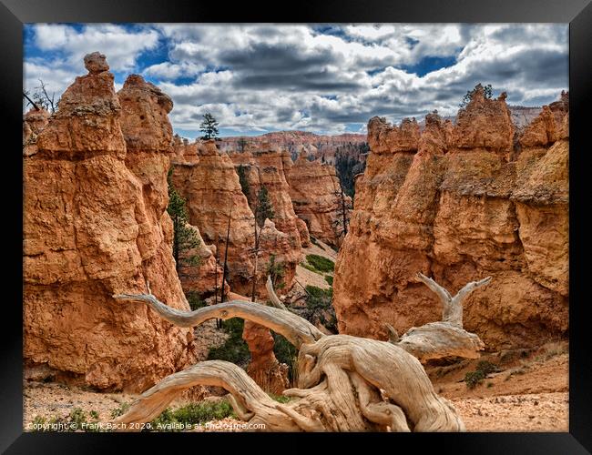 Bryce Canyon hoodoos Navajo Trail, Utah Framed Print by Frank Bach